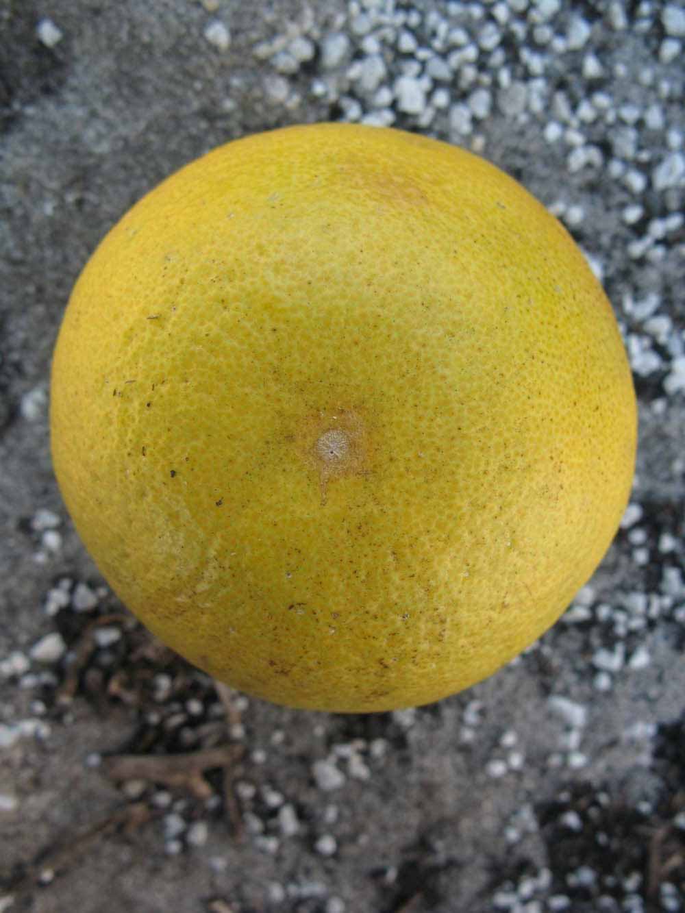            Fruit (Winter Haven, FL)   